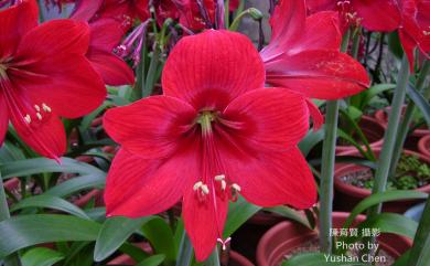 Hippeastrum puniceum (Lam.) Voss 孤挺花