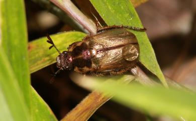 Phyllopertha chalcoides Ohaus, 1925 細腳褐金龜