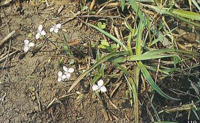 Murdannia loriformis (Hassk.) R.S. Rao & Kammathy 牛軛草