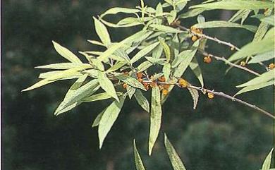 Debregeasia orientalis 水麻