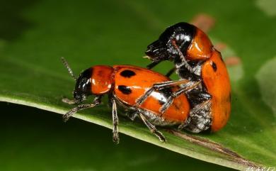 Coptocephala bifasciata Jacoby, 1888 黑斑紅長筒金花蟲