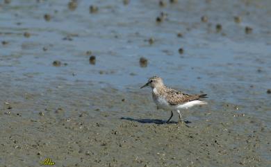 Calidris ruficollis (Pallas, 1776) 紅胸濱鷸