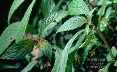 Rhynchotechum discolor 異色線柱苣苔