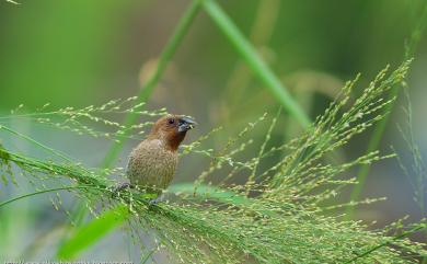 Lonchura punctulata topela (Swinhoe, 1863) 斑文鳥