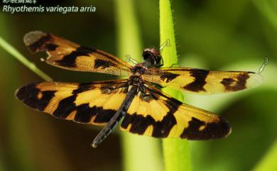 Rhyothemis variegata arria 彩裳蜻蜓