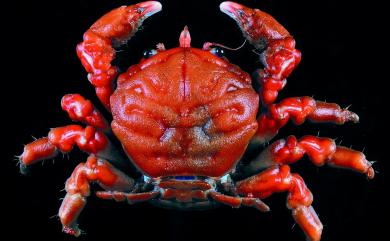 Metadynomene tanensis (Yokoya, 1933) 種島後貝綿蟹