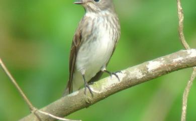 Muscicapa griseisticta (Swinhoe, 1861) 灰斑鶲