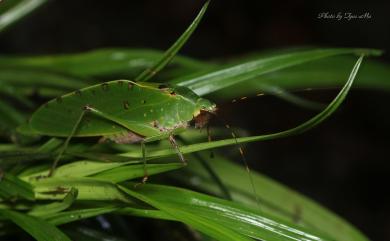 Ruidocollaris convexipennis (Caudell, 1935) 凸翅光頸螽