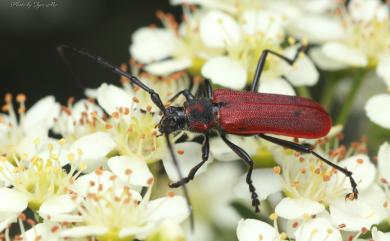 Purpuricenus temminckii sinensis White, 1853 中華紅天牛