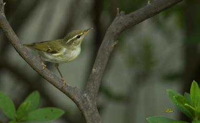 Phylloscopus borealis borealis (Blasius, 1858) 極北柳鶯(指名亞種)