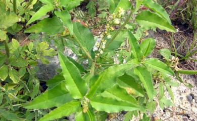 Croton bonplandianus 波氏巴豆