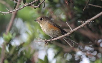 Tarsiger cyanurus cyanurus (Pallas, 1773) 藍尾鴝