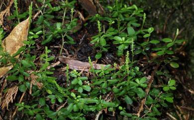 Peperomia nakaharae Hayata 山椒草
