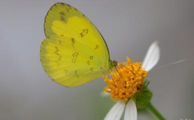 Eurema 黃蝶屬