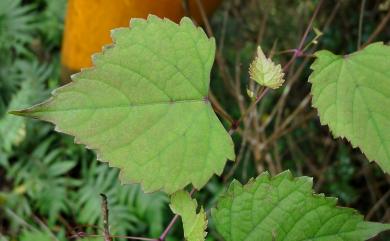 Ampelopsis brevipedunculata var. hancei 漢氏山葡萄