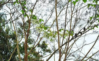 Clematis henryi 亨利氏鐵線蓮