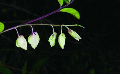 Polygala japonica Houtt. 瓜子金