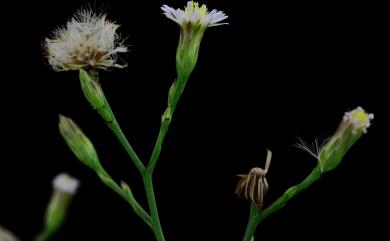 Aster subulatus var. subulatus 掃帚菊