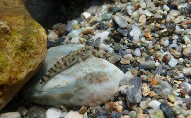 Rhinogobius gigas Aonuma & Chen, 1996 大吻鰕虎