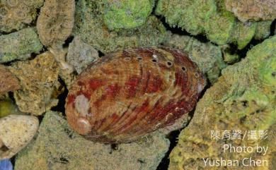 Haliotis diversicolor (Reeve, 1846) 九孔螺