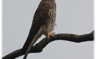 Falco tinnunculus interstinctus (McClelland, 1840) 紅隼(普通亞種)