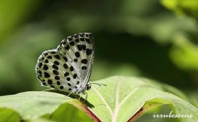 Phengaris atroguttata formosana 青雀斑灰蝶