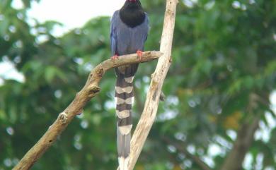 Urocissa caerulea Gould, 1863 臺灣藍鵲