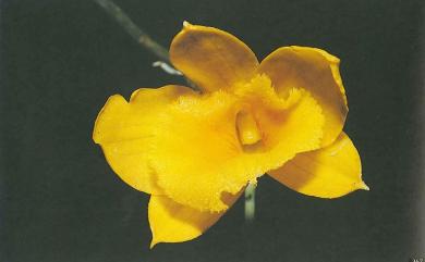 Dendrobium chryseum Rolfe 金草蘭