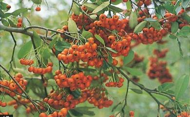 Pyracantha koidzumii (Hayata) Rehder 臺灣火刺木