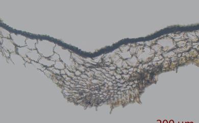 Dumortiera hirsuta (Sw.) Nees 毛地錢