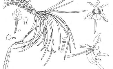 Holcoglossum quasipinifolium (Hayata) Schltr. 撬唇蘭