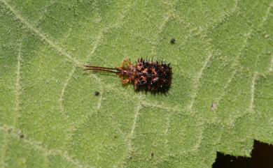 Dactylispa higoniae (Lewis, 1896) 褐斑鐵甲蟲