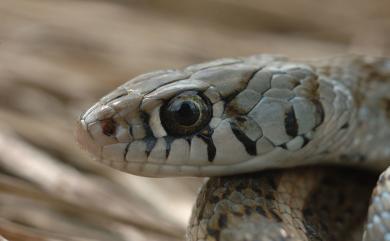 Amphiesma stolatum Linnaeus, 1758 花浪蛇