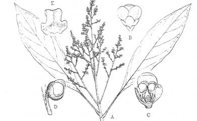 Meliosma callicarpifolia Hayata 紫珠葉泡花