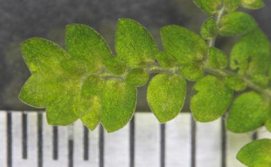 Selaginella devolii H.M.Chang, P.F.Lu & W.L.Chiou 棣氏卷柏