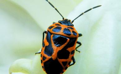 Eurydema dominulus (Scopoli, 1763) 菜蝽