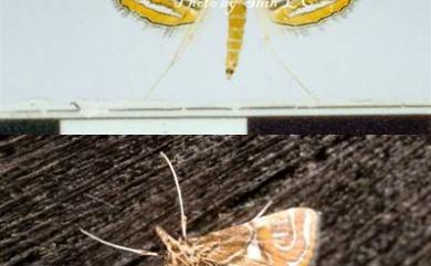 Paracymoriza cataclystalis (Strand, 1919) 麗紋地棲水螟