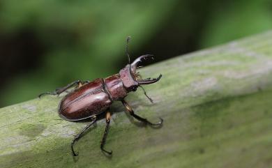 Lucanus kurosawai Sakaino, 1995 黑澤深山鍬形蟲