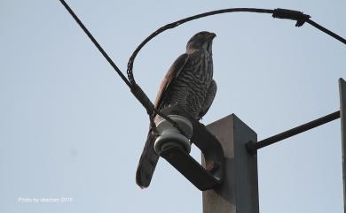 Accipiter trivirgatus formosae Mayr, 1949 鳳頭蒼鷹(台灣特有亞種)