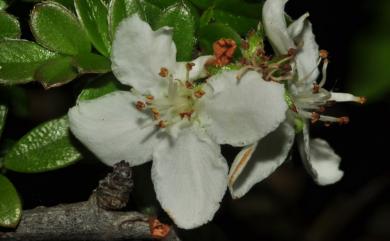 Osteomeles anthyllidifolia var. subrotunda 小石積