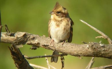 Emberiza elegans Temminck, 1836 黃喉鵐