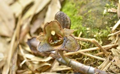 Gastrodia pubilabiata 冬赤箭