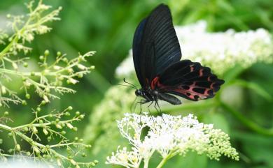 Papilio thaiwanus Rothschild, 1898 臺灣鳳蝶