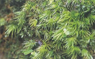 Leucobryum boninense 粗葉白髮苔