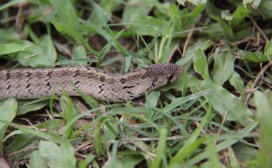 Oligodon formosanus (Günther, 1872) 赤背松柏根