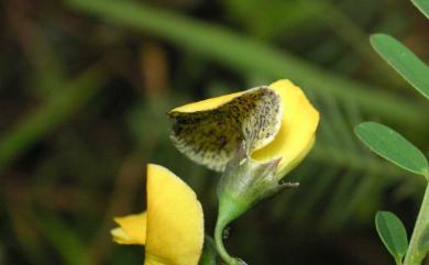 Sesbania Scop. 田菁屬