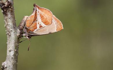 Amblopala avidiena y-fasciatus (Sonan, 1929) 尖灰蝶