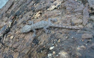 Hemidactylus frenatus Schlegel, 1836 疣尾蝎虎