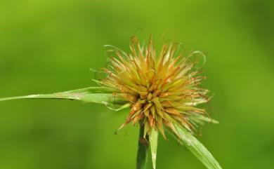 Rhynchospora rubra 刺子莞