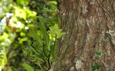 Bulbophyllum pectinatum 阿里山豆蘭